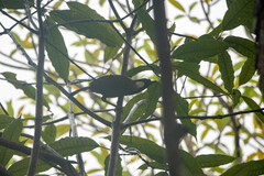 Pterorhinus chinensis