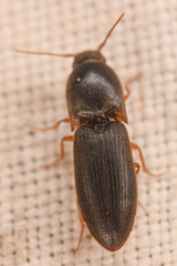 Agriotes opaculus