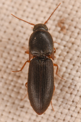 Agriotes opaculus