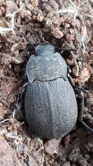 Tenebrionidae