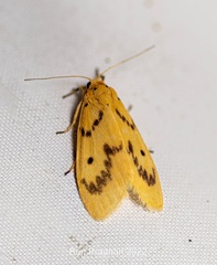 Miltochrista undulata
