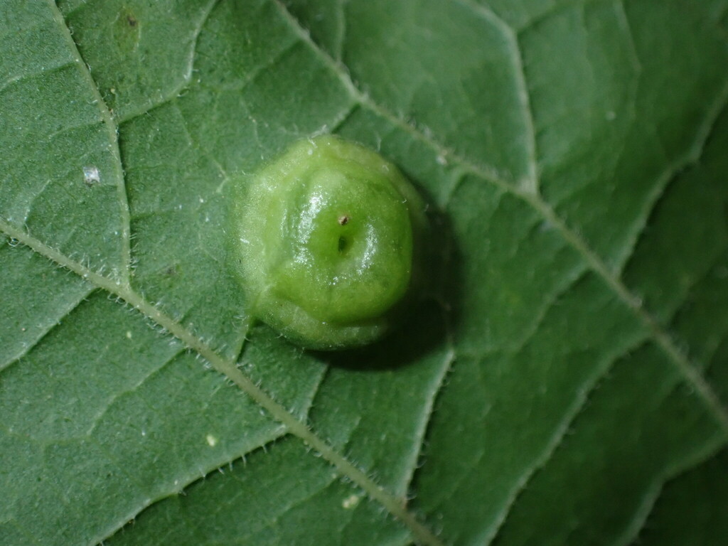 Hackberry Disc Gall Psyllid