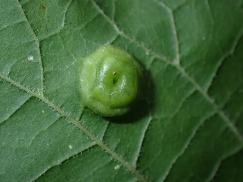 Hackberry Disc Gall Psyllid