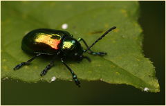 Chrysochus auratus