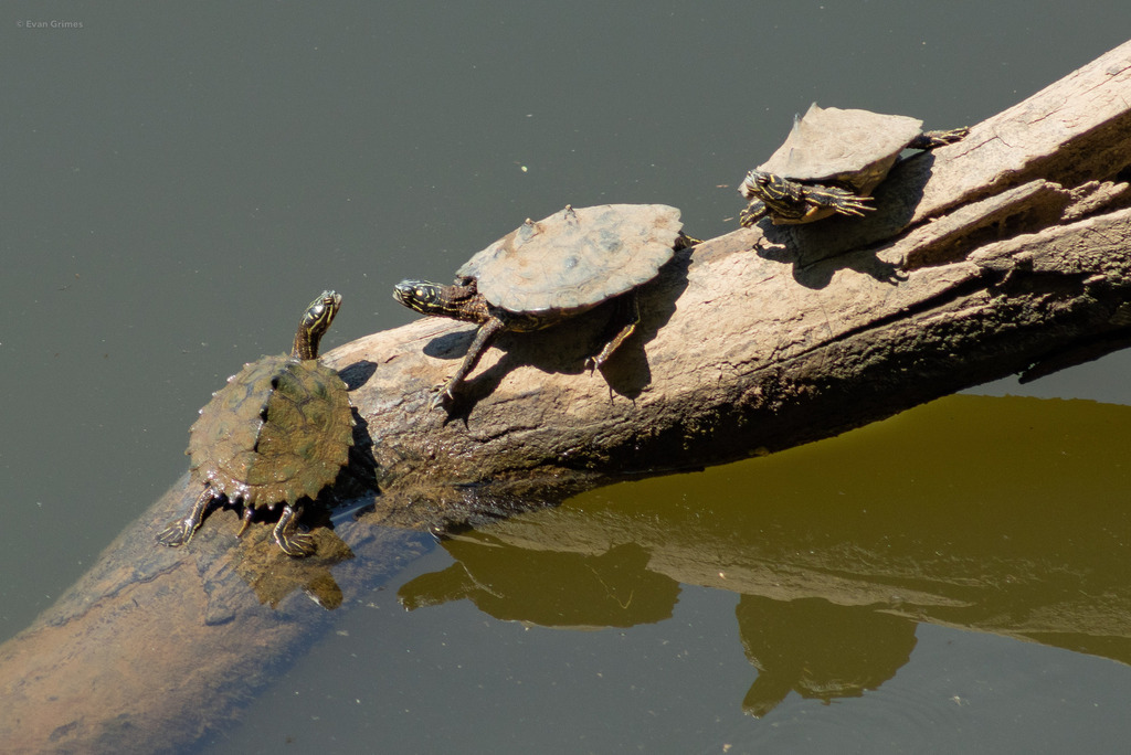 Ringed Map Turtle in July 2022 by evangrimes · iNaturalist