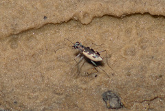 Ellipsoptera wapleri