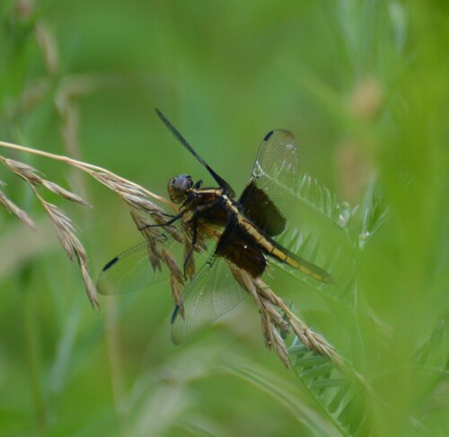 Widow skimmer