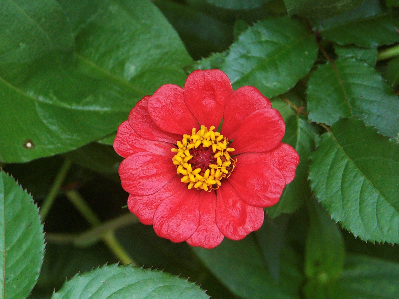 Zinnia elegans