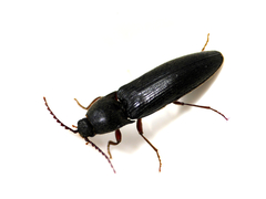 Melanotus castanipes