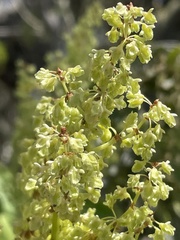 Rumex skottsbergii
