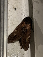 Callipielus digitata