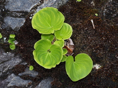 Parnassia asarifolia