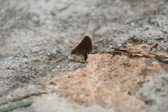 Piruna cyclosticta
