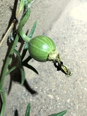 Cucurbita digitata