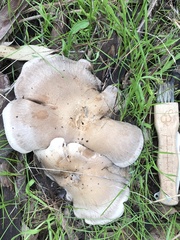 Leucopaxillus eucalyptorum