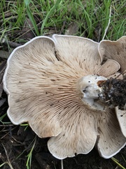 Leucopaxillus eucalyptorum