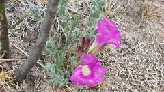 Ipomoea lenis