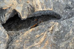 Aristobia approximator