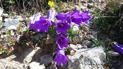Campanula alpestris