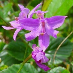 Calopogon