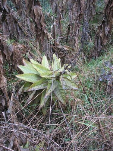 Image of Lobelia tupa by (c) Cesar Ormazabal, some rights reserved (CC BY)