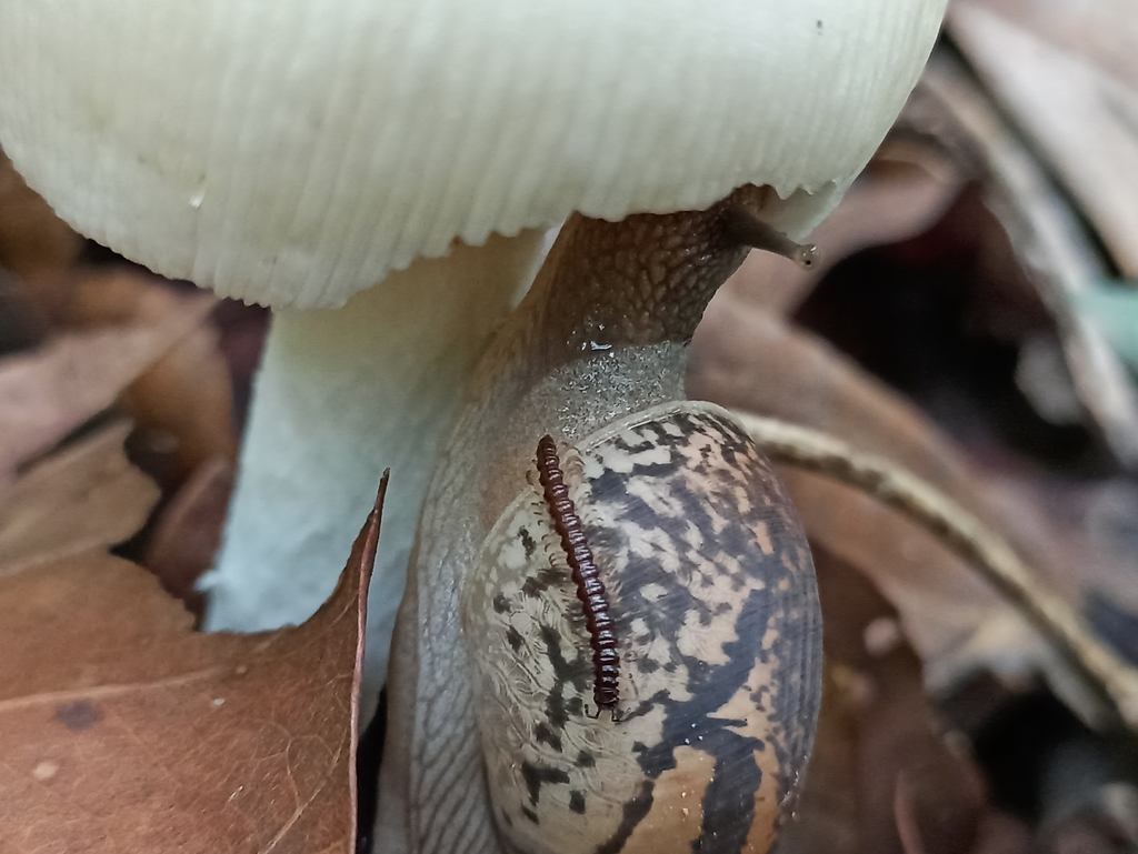 Flat Backed Millipedes From Kondagaon In Ct In On July At