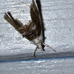 Lipocosmodes fuliginosalis