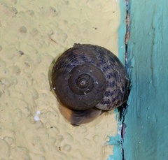 Cyclophorus indicus