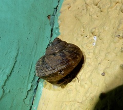 Cyclophorus indicus