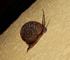 Cyclophorus indicus