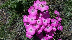 Dianthus pavonius