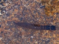 Orohermes crepusculus