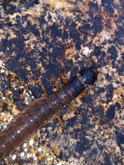 Orohermes crepusculus