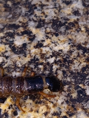 Orohermes crepusculus