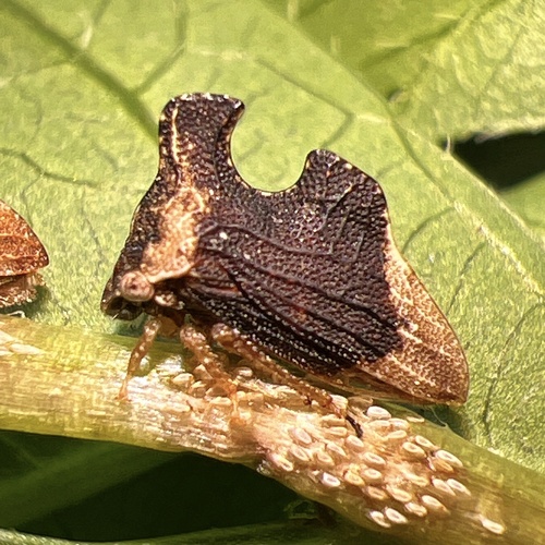 Keeled Treehopper photo 3