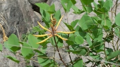 Erythrina leptorhiza
