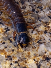 Orohermes crepusculus