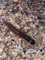 Orohermes crepusculus