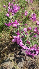 Chamaenerion fleischeri