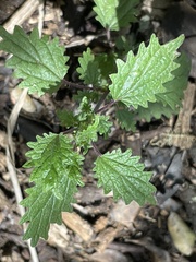 Hesperocnide sandwicensis