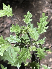 Hesperocnide sandwicensis
