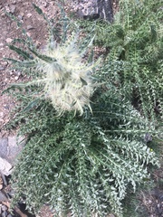 Cirsium scopulorum