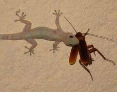 Hemidactylus turcicus