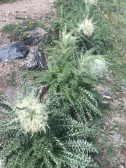 Cirsium scopulorum