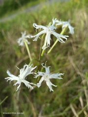 Silene fissipetala