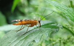 Panorpa amurensis