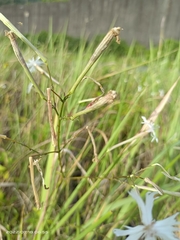 Silene fissipetala