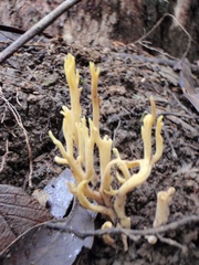 Ramaria lorithamnus