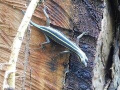 Sphenomorphus sanctus