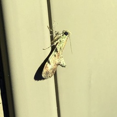 Epipaschia superatalis